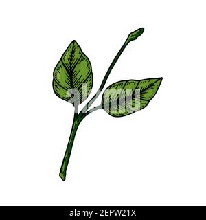 Branche verte dessinée à la main avec des feuilles isolées sur fond blanc. Illustration vectorielle dans un style d'esquisse coloré Illustration de Vecteur