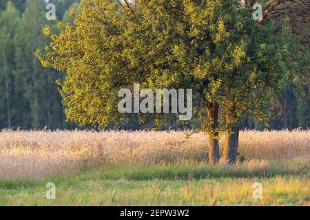 Vieux poirier sauvage en été lumière du coucher du soleil et céréales en arrière-plan, région de Podlasie, Pologne, Europe Banque D'Images