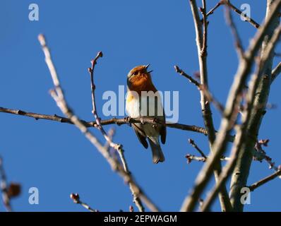 Une image d'UN Robin chantant au soleil du printemps Banque D'Images