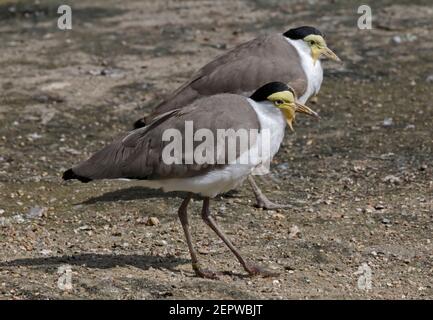 Amoureux/Lapwings masqués (miles vanellus) Banque D'Images