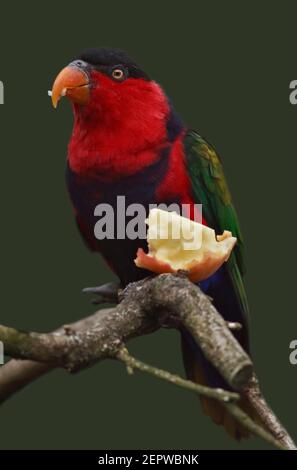 Western Black plafonnées Lory (lorius lory) Banque D'Images