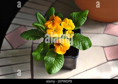 Primula acaulis El UNISTAR fleur d'orange poussant dans un pot Banque D'Images