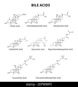 Kit d'acides biliaires. Formule moléculaire chimique des acides biliaires. Illustration vectorielle sur un arrière-plan isolé Illustration de Vecteur