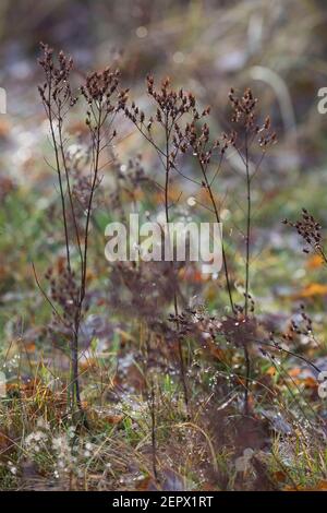 Johanniskraut, trockene Stängel im Herbst, abgetrocknete Pflanze, Tüpfel-Johanniskraut, Echtes Johanniskraut, Durchlöchertes Johanniskraut, Tüpfeljoha Banque D'Images