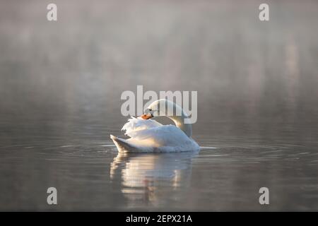 Kidderminster, Royaume-Uni. 28 février 2021. Météo au Royaume-Uni : après une nuit très froide et glaciale, le soleil se brise dans la brume matinale, tandis qu'il allume un cygne silencieux et solitaire qui fait des plumes, prêt à accueillir le dernier matin de l'hiver météorologique. Crédit : Lee Hudson/Alay Live News Banque D'Images