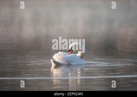 Kidderminster, Royaume-Uni. 28 février 2021. Météo au Royaume-Uni : après une nuit très froide et glaciale, le soleil se brise dans la brume matinale, tandis qu'il allume un cygne silencieux et solitaire qui fait des plumes, prêt à accueillir le dernier matin de l'hiver météorologique. Crédit : Lee Hudson/Alay Live News Banque D'Images