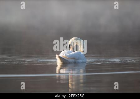 Kidderminster, Royaume-Uni. 28 février 2021. Météo au Royaume-Uni : après une nuit très froide et glaciale, le soleil se brise dans la brume matinale, tandis qu'il allume un cygne silencieux et solitaire qui fait des plumes, prêt à accueillir le dernier matin de l'hiver météorologique. Crédit : Lee Hudson/Alay Live News Banque D'Images
