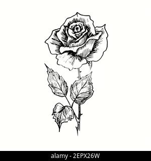 Fleur de rose dessinée à la main sur la tige. Dessin noir et blanc. Banque D'Images