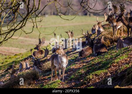 Le cerf de Virginie (Dama dama) adulte (buck) avec des bois de palmate à Petworth Park, Petworth, West Sussex, se reposant sous le soleil d'hiver par une chaude journée Banque D'Images
