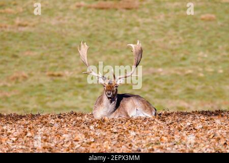 Un homme adulte (buck), un cerf de Virginie (Dama dama) avec des bois de palmate à Petworth Park, Petworth, West Sussex, se repose en profitant du soleil d'hiver lors d'une journée chaude Banque D'Images