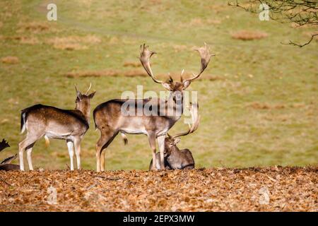 Un homme adulte (buck), un cerf de Virginie (Dama dama), avec des bois de palmate à Petworth Park, Petworth, dans le Sussex ouest, se tient sous le soleil d'hiver par une chaude journée Banque D'Images