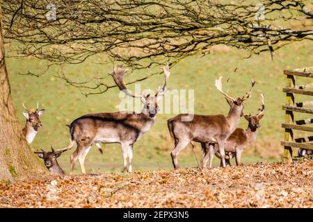 Un homme adulte (buck), un cerf de Virginie (Dama dama), avec des bois de palmate à Petworth Park, Petworth, dans le Sussex ouest, se tient sous le soleil d'hiver par une chaude journée Banque D'Images