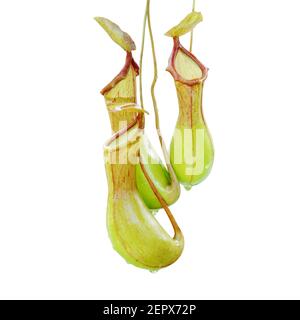 Plantes pichets, Nepenthes isolé sur fond blanc avec chemin de coupure Banque D'Images