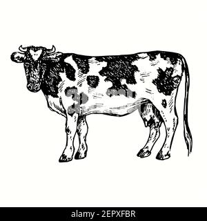 Vache debout, vue latérale. Dessin noir et blanc. Banque D'Images