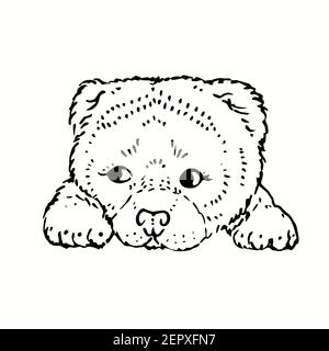 Mignon petit chiot moelleux, assis, visage sur les pattes. Dessin noir et blanc. Banque D'Images