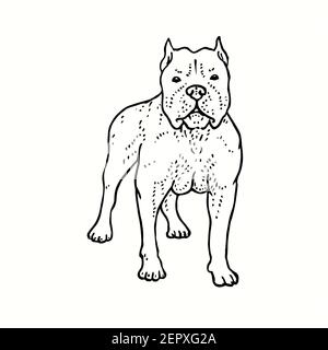 American PIT Bull terrier debout, vue de face. Dessin noir et blanc. Banque D'Images