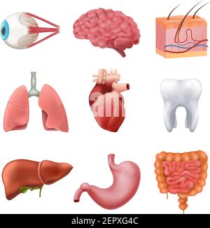 Anatomie des organes internes humains ensemble réaliste avec poumons cerveau foie intestin estomac coeur oeil isolé illustration du vecteur Illustration de Vecteur