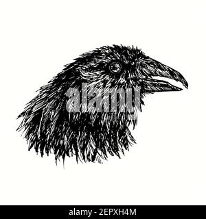 Portrait latéral tête de corbeau noir. Dessin noir et blanc. Banque D'Images