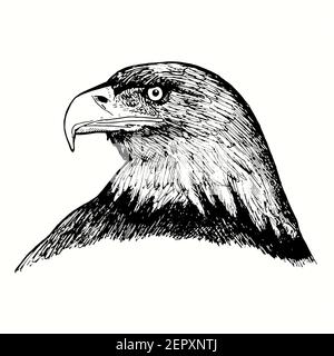 Vue latérale de la face de l'aigle à tête blanche dessinée à la main. Dessin noir et blanc. Banque D'Images