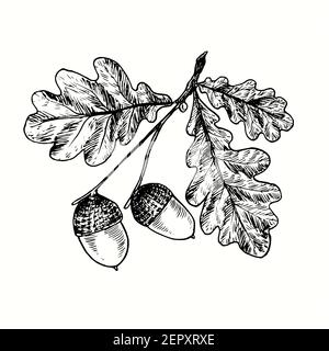 Branche de chêne tirée à la main avec des glands et des feuilles. Illustration de dessin noir et blanc Banque D'Images