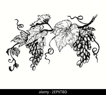 Bunche de raisin avec feuille. Illustration de dessin noir et blanc Banque D'Images