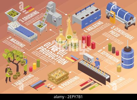 Processus de production d'huile d'olive infographies isométriques de la récolte à l'embouteillage avec presse centrifuge et illustration du vecteur de séparation Illustration de Vecteur