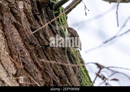 Treecreeper commun eurasien (Certhia familiaris) simple sur tronc d'arbre en hiver, hesse, allemagne Banque D'Images