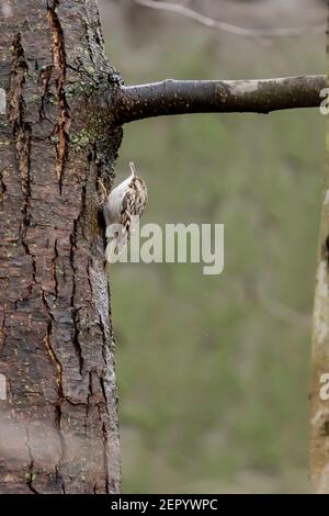 Treecreeper commun eurasien (Certhia familiaris) simple sur tronc d'arbre en hiver, hesse, allemagne Banque D'Images