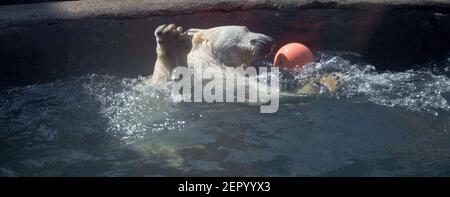 Un ours polaire au zoo de Moscou en Russie Banque D'Images