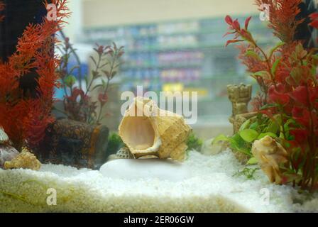 Élevage d'aquarium. Décorations et plantes disposées dans un aquarium rempli d'eau Banque D'Images