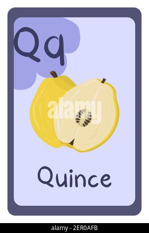 Carte flash d'éducation abc colorée, lettre Q - quince. Illustration vectorielle de l'alphabet avec les aliments, les fruits et les légumes. École, étude, concept d'apprentissage. Illustration de Vecteur