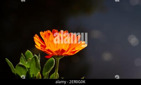 Calendula orange, également connu sous le nom de marigold commun ouvrant ses pétales dans la lumière du matin Banque D'Images