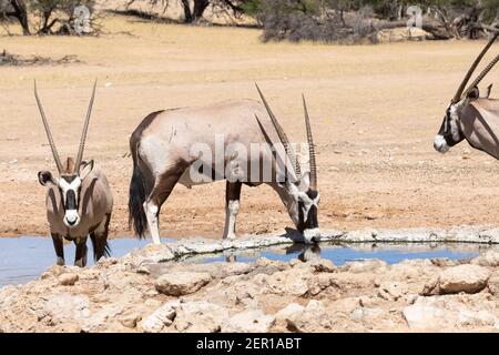 Gemsbok ou Gembuck (Oryx gazella) boire au trou d'eau de Dalkeith, parc transfrontalier de Kgalagadi, Kalahari, Cap Nord, Afrique du Sud Banque D'Images