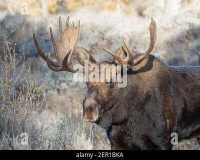 Portrait d'un joli taureau Shiras orignal, Alces alces shirasi, Wyoming, Etats-Unis. Banque D'Images