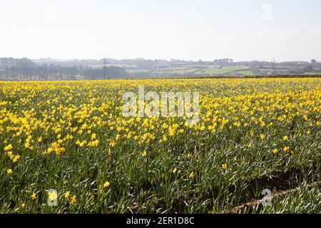 South Tehidy,Cornwall,28 février 2021,UN champ de jonquilles fleuries baignées de soleil dans le sud de Tehidy, Cornwall. La température est prévue pour un maximum de 10C.Credit: Keith Larby/Alamy Live News Banque D'Images