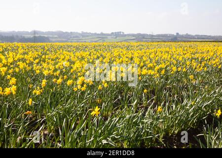 South Tehidy,Cornwall,28 février 2021,UN champ de jonquilles fleuries baignées de soleil dans le sud de Tehidy, Cornwall. La température est prévue pour un maximum de 10C.Credit: Keith Larby/Alamy Live News Banque D'Images