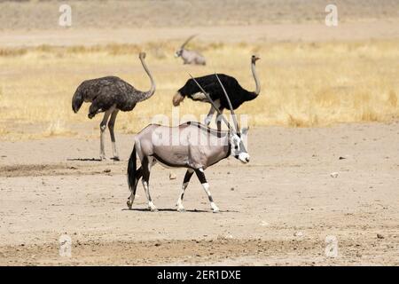 Gemsbok ou Gembuck (Oryx gazella) dans la rivière Auob avec autruches, parc transfrontalier Kgalagadi, Kalahari, Cap Nord, Afrique du Sud Banque D'Images