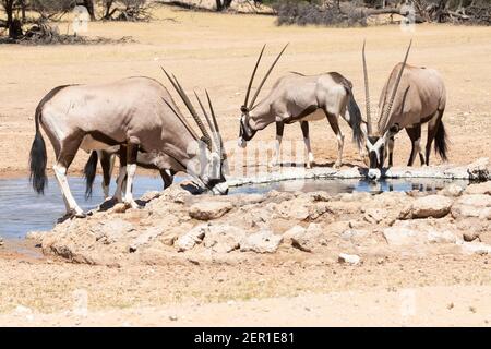 Troupeau de Gemsbok ou Gembuck (Oryx gazella) buvant le trou d'eau de Dalkeith, parc transfrontalier de Kgalagadi, Kalahari, Cap Nord, Afrique du Sud Banque D'Images