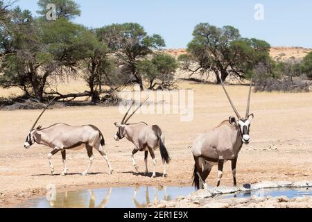 Gemsbok ou Gembuck (Oryx gazella) boire dans un trou d'eau, parc transfrontalier Kgalagadi, Kalahari, Cap Nord, Afrique du Sud Banque D'Images