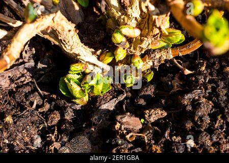 Fresh Spring Growth sur une usine de Hyrangea, Angleterre Royaume-Uni. Banque D'Images