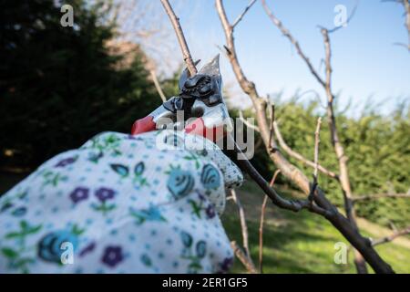 Une femme jardinière prunère une plante de prune en hiver. Banque D'Images