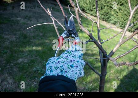 Une femme jardinière prunère une plante de prune en hiver. Banque D'Images