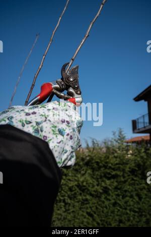 Une femme jardinière prunère une plante de prune en hiver. Banque D'Images