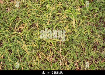 Arrière-plan naturel abstrait. Collection avec différents tons de couleur d'herbe verte, espace de copie. Ambiance d'automne. Pour design papier peint économiseur d'écran Web Banque D'Images