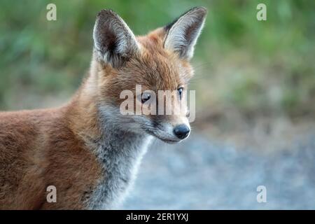Fox cub, portrait, gros plan, en Écosse, au printemps Banque D'Images