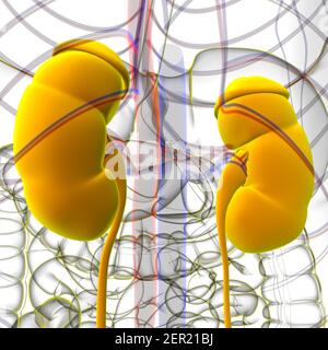 Système urinaire humain reins avec vessie Anatomie pour le concept médical Illustration 3D Banque D'Images