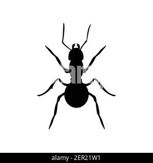 Illustration vectorielle anatomie de l'insecte. Formica exsecta. Silhouette noire ANT isolée sur fond blanc Illustration de Vecteur