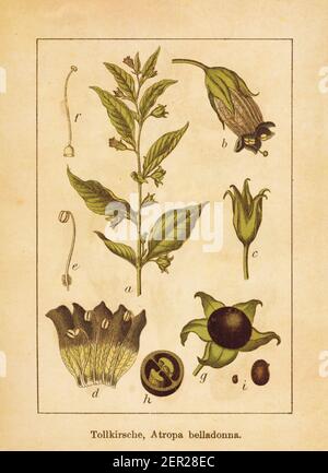 Illustration antique d'une belladonna d'atropa, également connue sous le nom de belladonna, baies de diable, cerises de mort ou nuit mortelle. Gravé par Jacob Sturm Banque D'Images