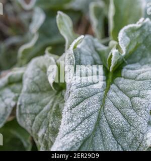 Gros plan feuilles givrées de Springtime de Lords and Ladies, Cuckoopint / Arum maculatum à hedgerow. Bien que l'arum toxique a été utilisé dans la médecine de fines herbes. Banque D'Images