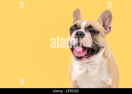 Adorable chien de taureau français portant un noeud papillon blanc, une langue qui colle et un auvent isolé sur fond jaune, animaux et concept animal. Banque D'Images